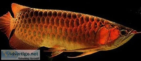 Red Arowana