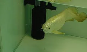Cross Back Arowana