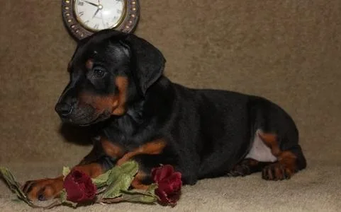 Beautiful chocolate boys left and one brown girl available