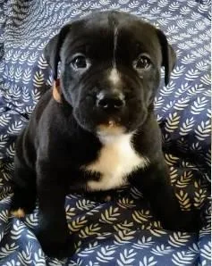Last Puppy 12 week Male Cane Corso