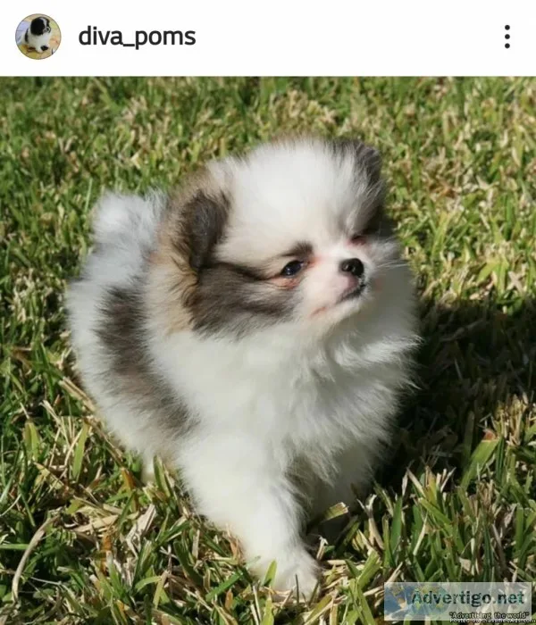 Pomeranian puppies