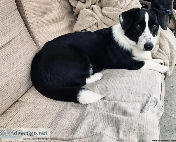 9 mouth Cardigan Corgi