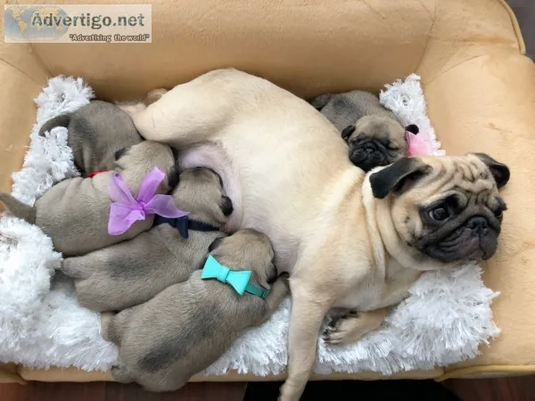 Pug puppies for sale