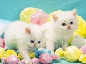 Awesome Male And Female Persian Kitten For Free Adoption