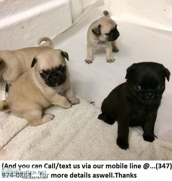 4 Ckc Reg Superior Pure Breed Pug Puppies for Adoption..
