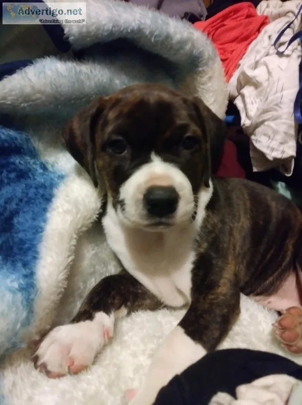 Bullmastif Pitbull