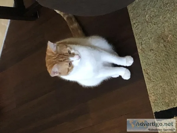 Tabby cat brothers
