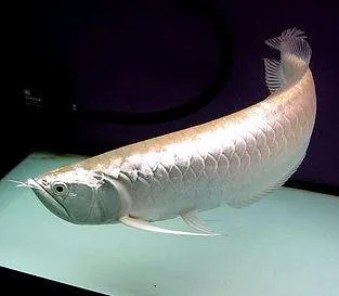 Platinium Silver Arowana