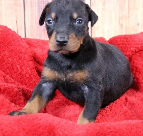 Ckc Reg Doberman Pinscher Puppies