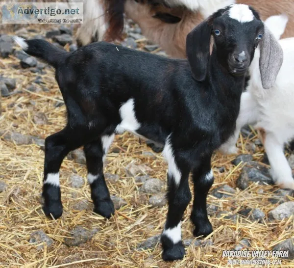 Adorable Mini Goats Different Breeds