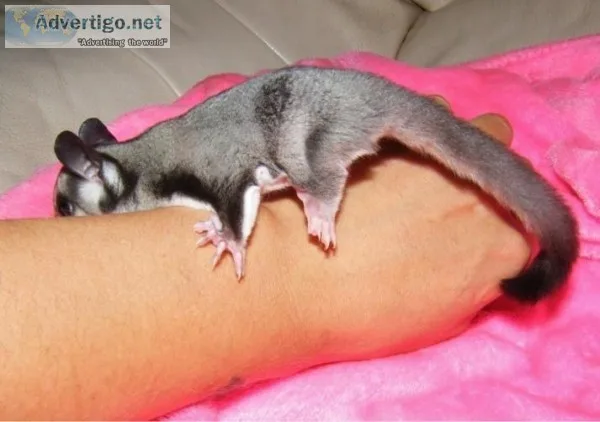 beautiful sugar Gliders for sale