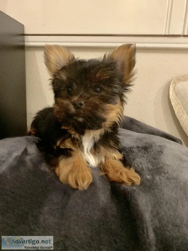 Yorkshire Terrier pyppy