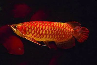 Asian Red Arowana