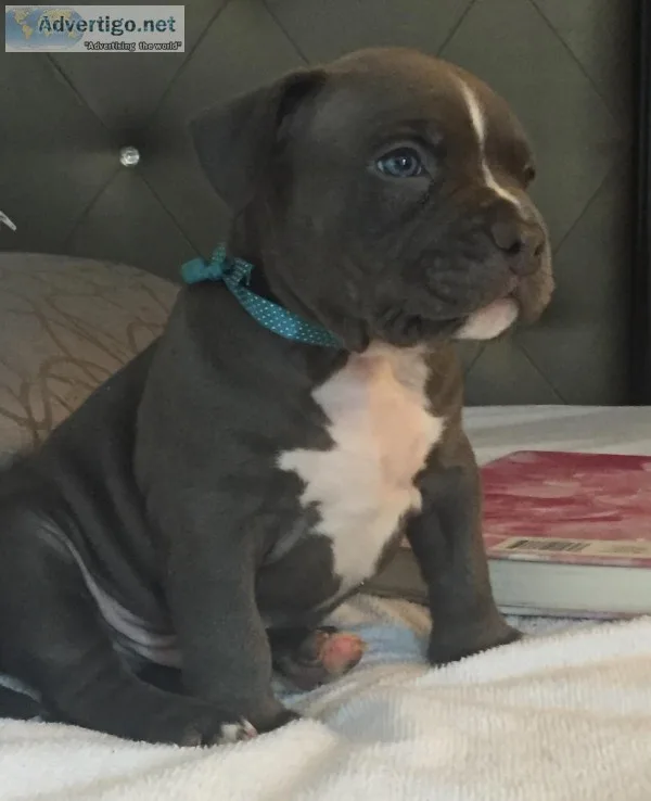 Jimmy 7 week old Male American Bully puppy UKC registered