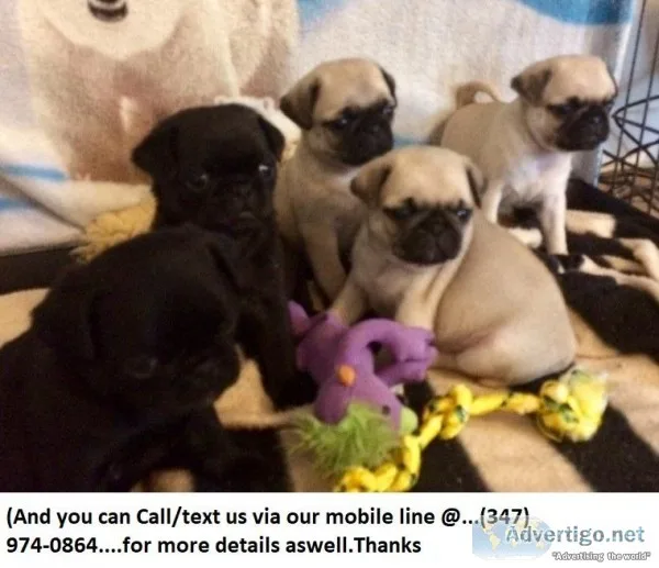 Shrewd Cute Akc Reg Pugs for Sale