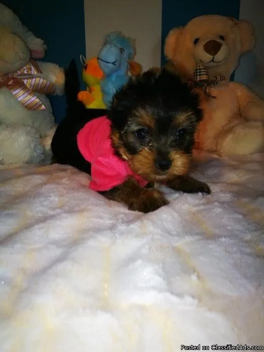 Cute Akc Registered yorkie puppies