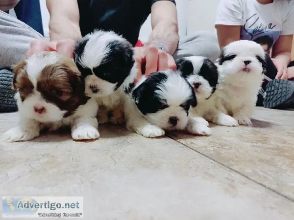 Pure shih tzus
