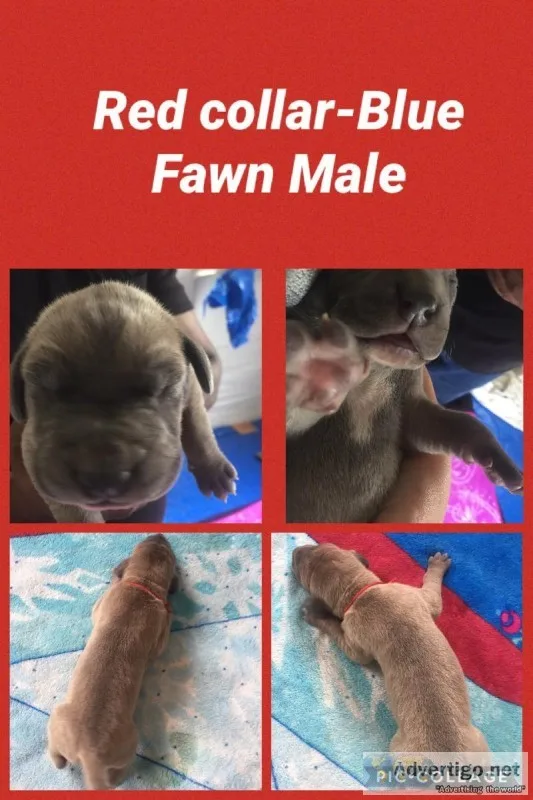 Gorgeous Great Dane Babies