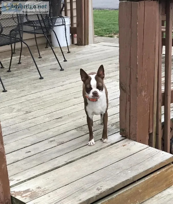 BOSTON TERRIER CKC