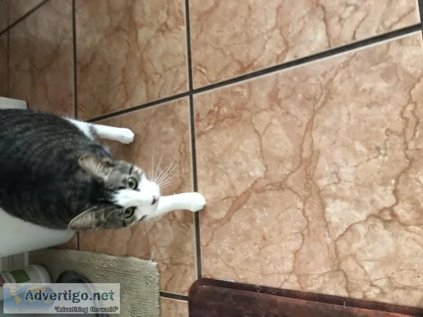 Adult Cats needing rehoming