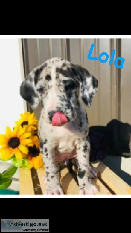 AKC Harliquin Great Dane puppies