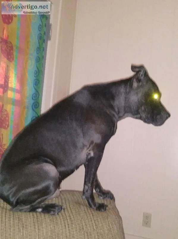 Pitbull lab mix