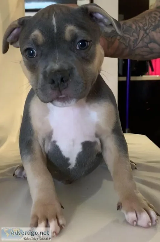 American Bully