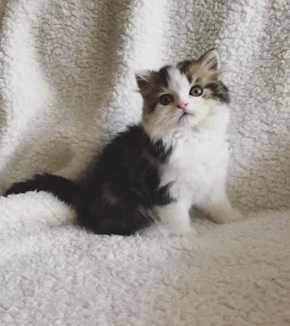 Adorable munchkin kitten Ready for home