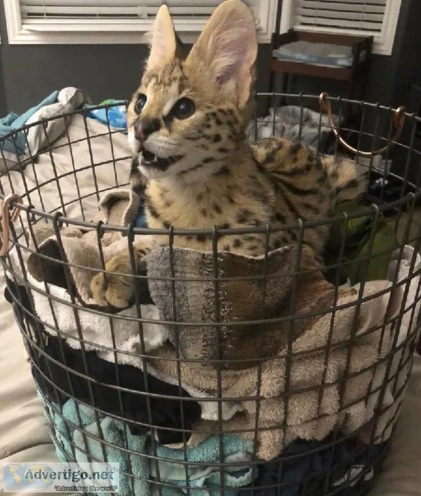 good looking savannah and serval cats