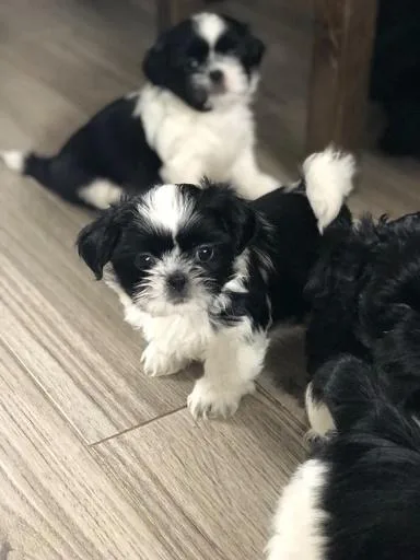Shih Tzu Girls And Boy For Sale