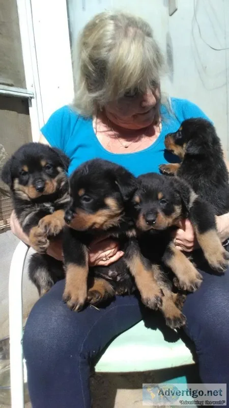 Rottweiler puppy s for sale