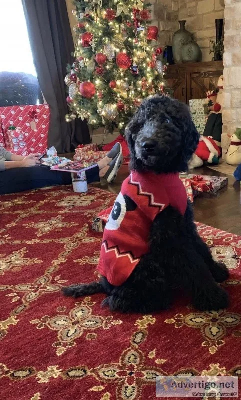 Registered standard poodle