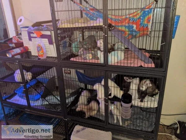 10 Ferrets ( or - cage)