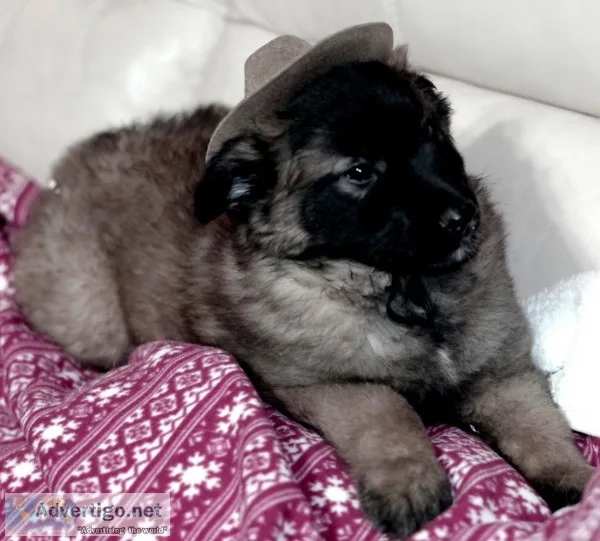 Belgian Tervuren Puppy