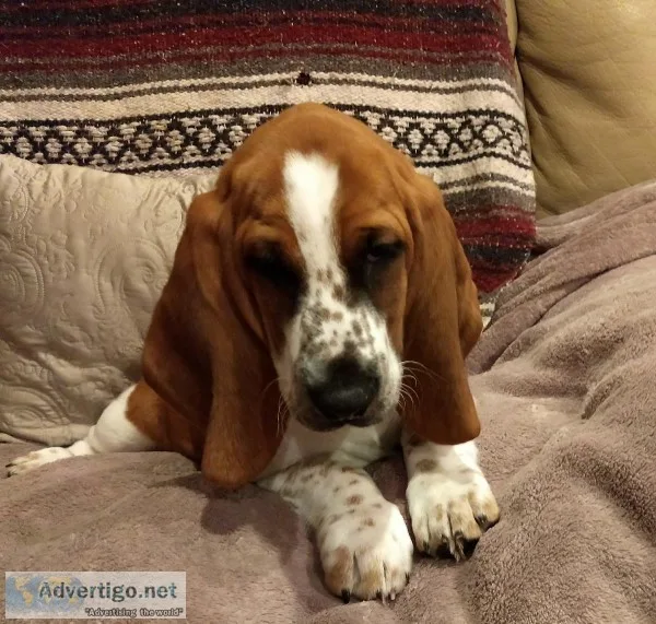 AKC basset hound puppies-kid friendly