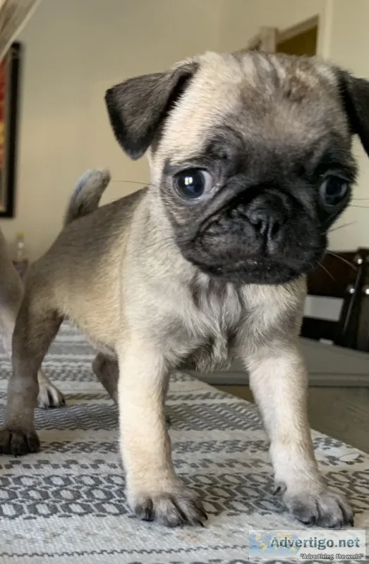 Female pug