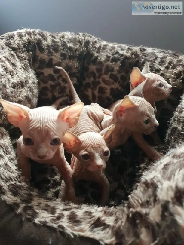 5 Sphynx Kittens Available Parents can Be Seen