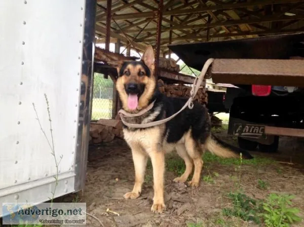 AKC reg GSD
