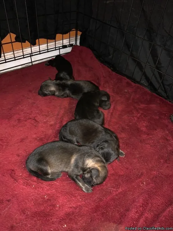German Sheperd Pups