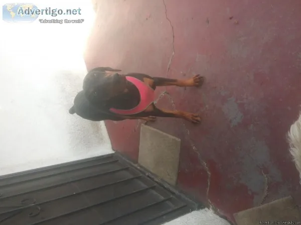 Doberman Pincher Female Puppy