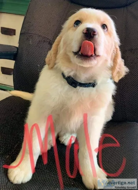 Great Pyrenees Labradoodle mix puppies