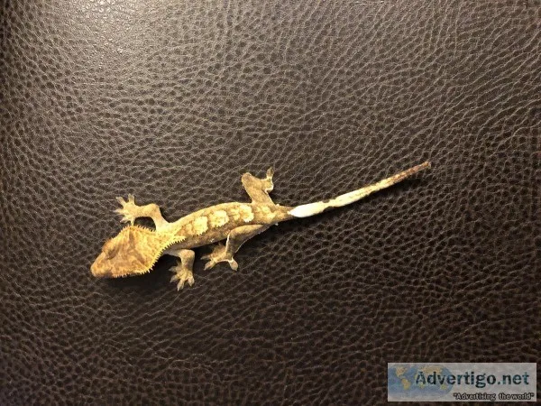 Male Crested Gecko For Sale