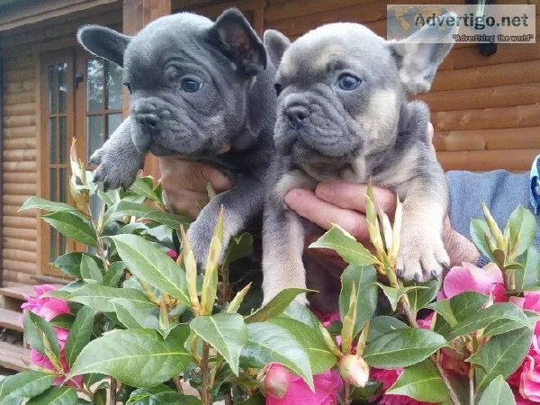 Healthy  French Bulldog