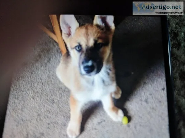 German Shepherd Puppy