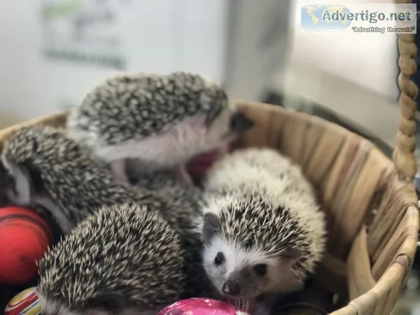 Hedgehogs