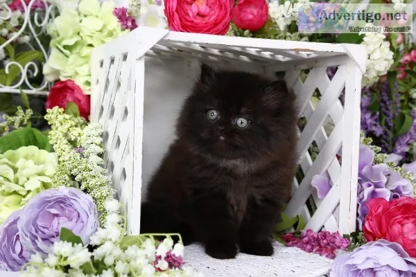 Pre-Loved Persian Kittens Available