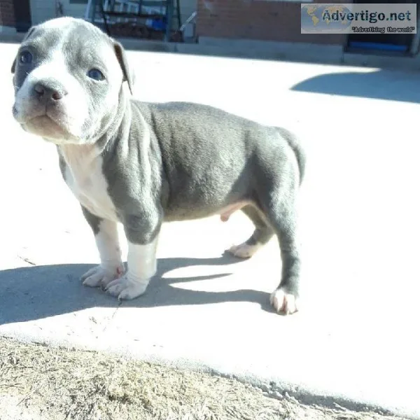 Superb Pitbull Puppy s Come With Registration Papers