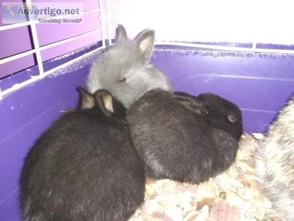 Bunnies