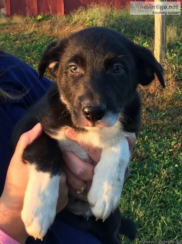 Border Collie