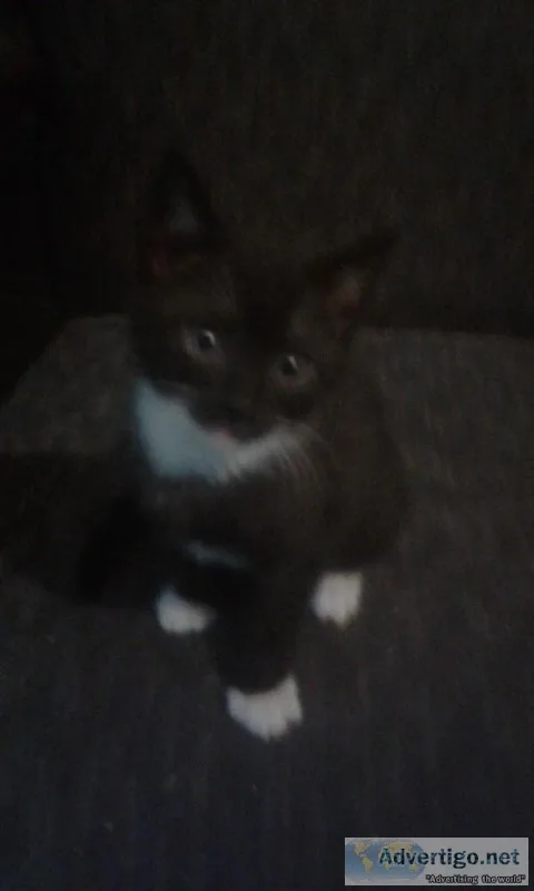 Adorable male kitten American ShorthairManx mix tuxedo coat